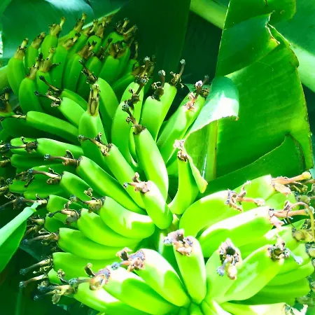 بيت للعطل Azores Casa Hawaii نوردست