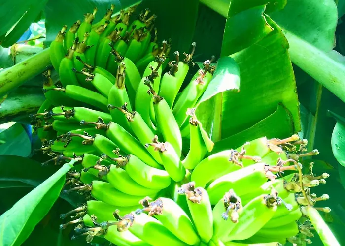 بيت للعطل Azores Casa Hawaii نوردست